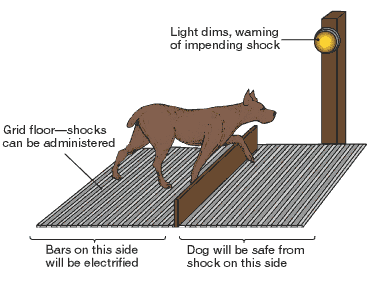 Learned Helplessness Experiment