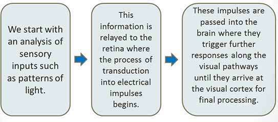 what is bottom-up processing in visual perception