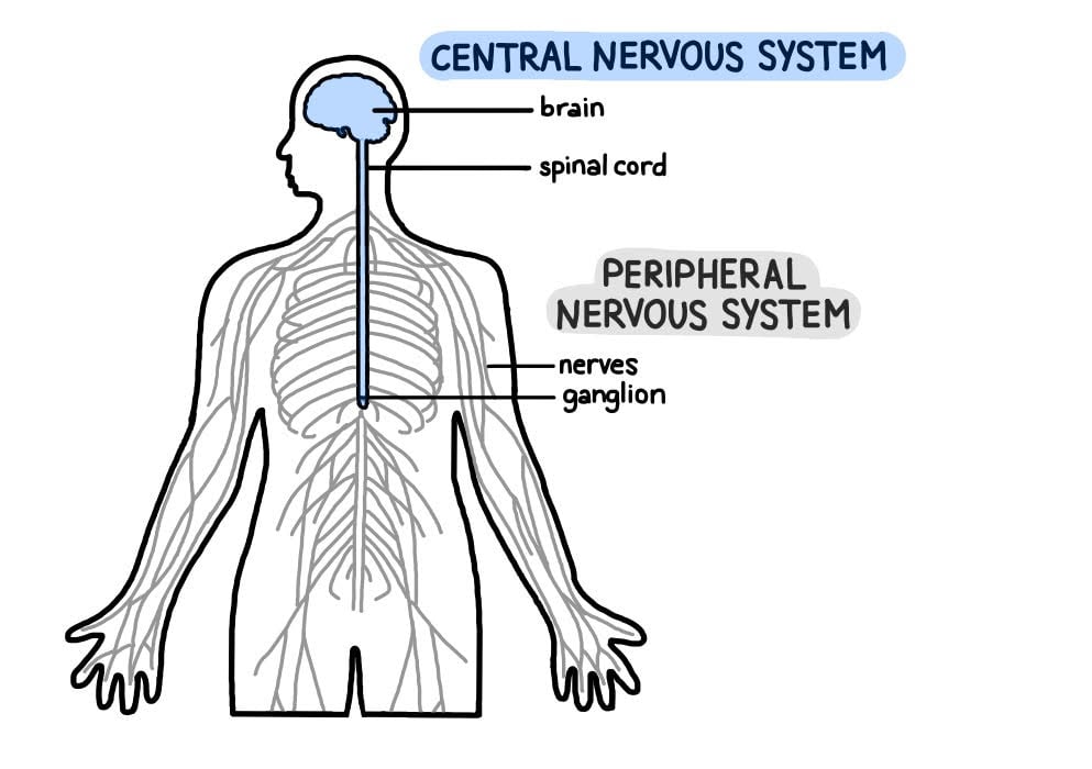 central and peripheral nervous system 