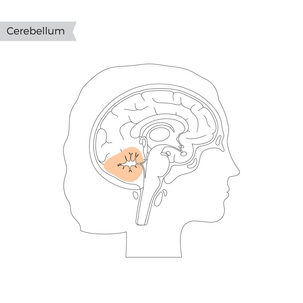 cerebellum 1