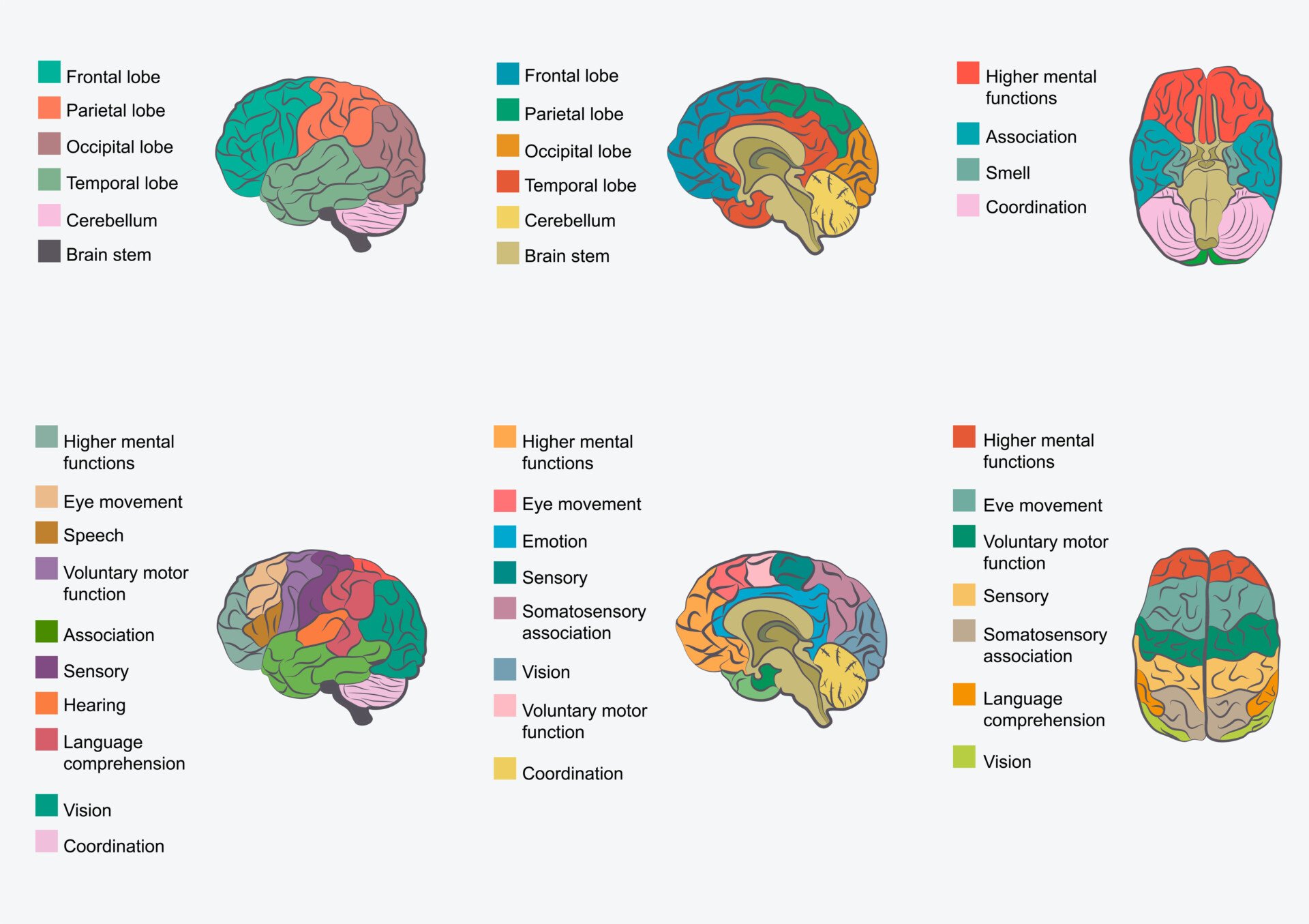 cerebral cortex functions