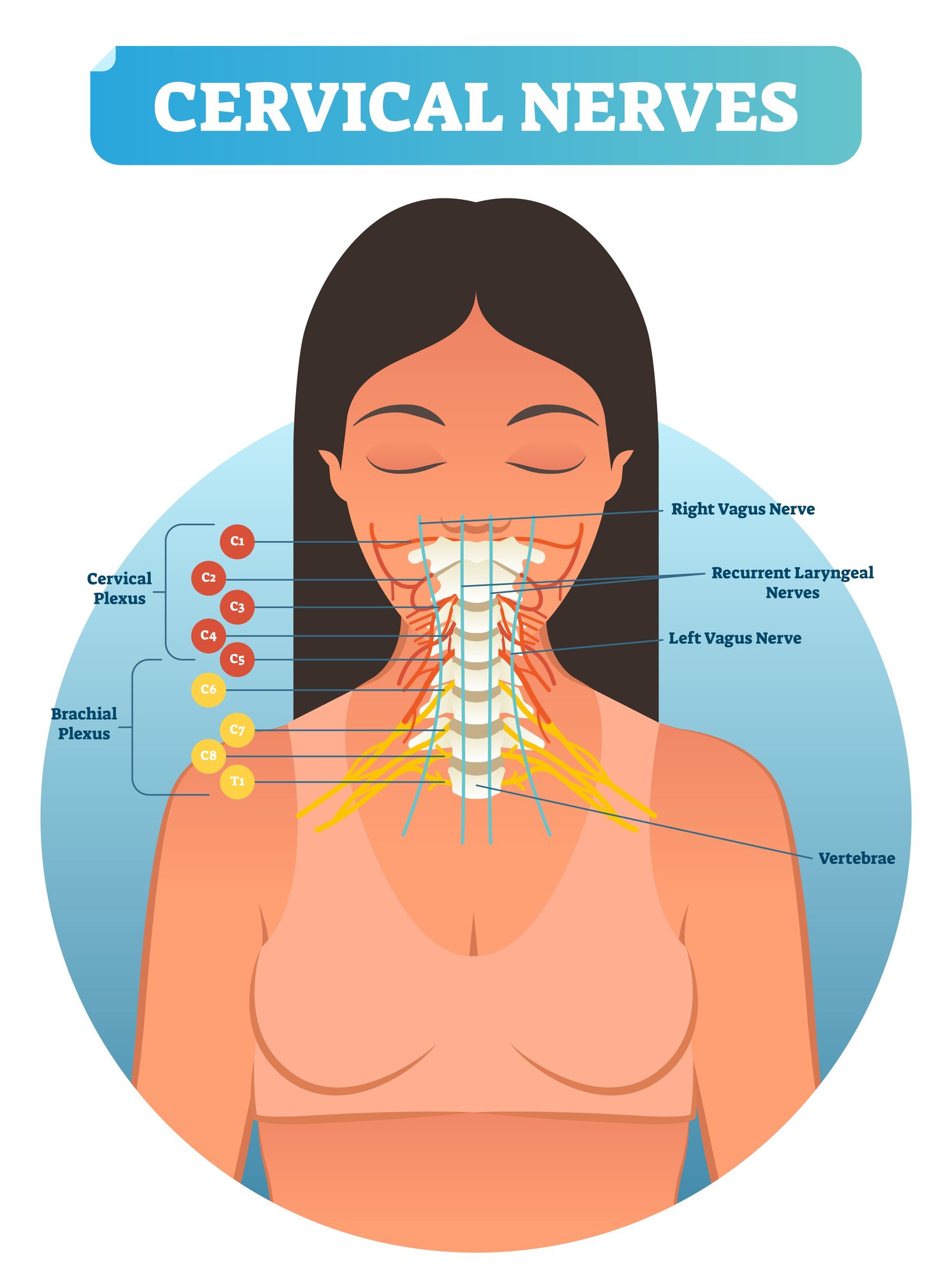 Cervical Nerves