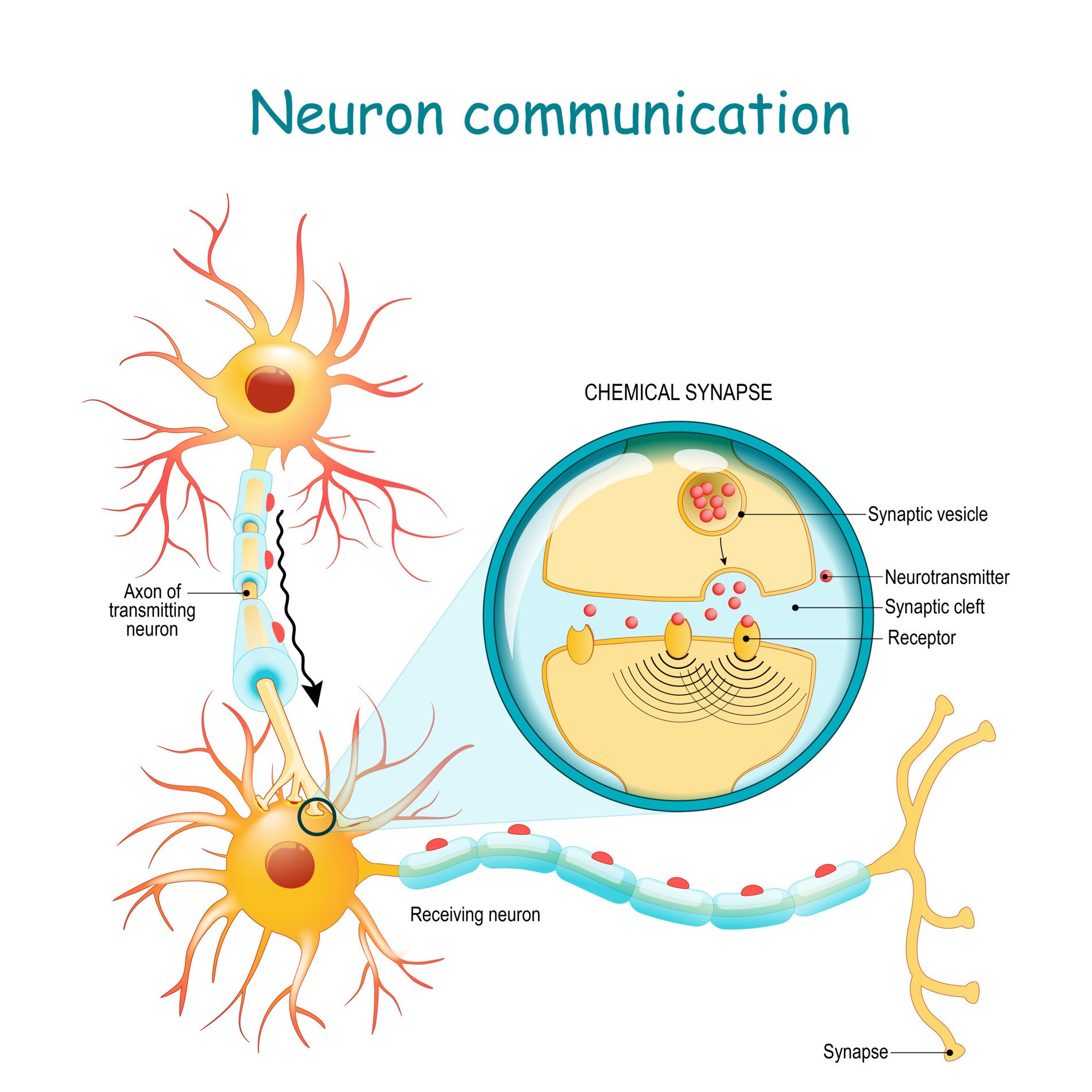 Transmission of the nerve signal between two neurons with axon and synapse. Close-up of a chemical synapse