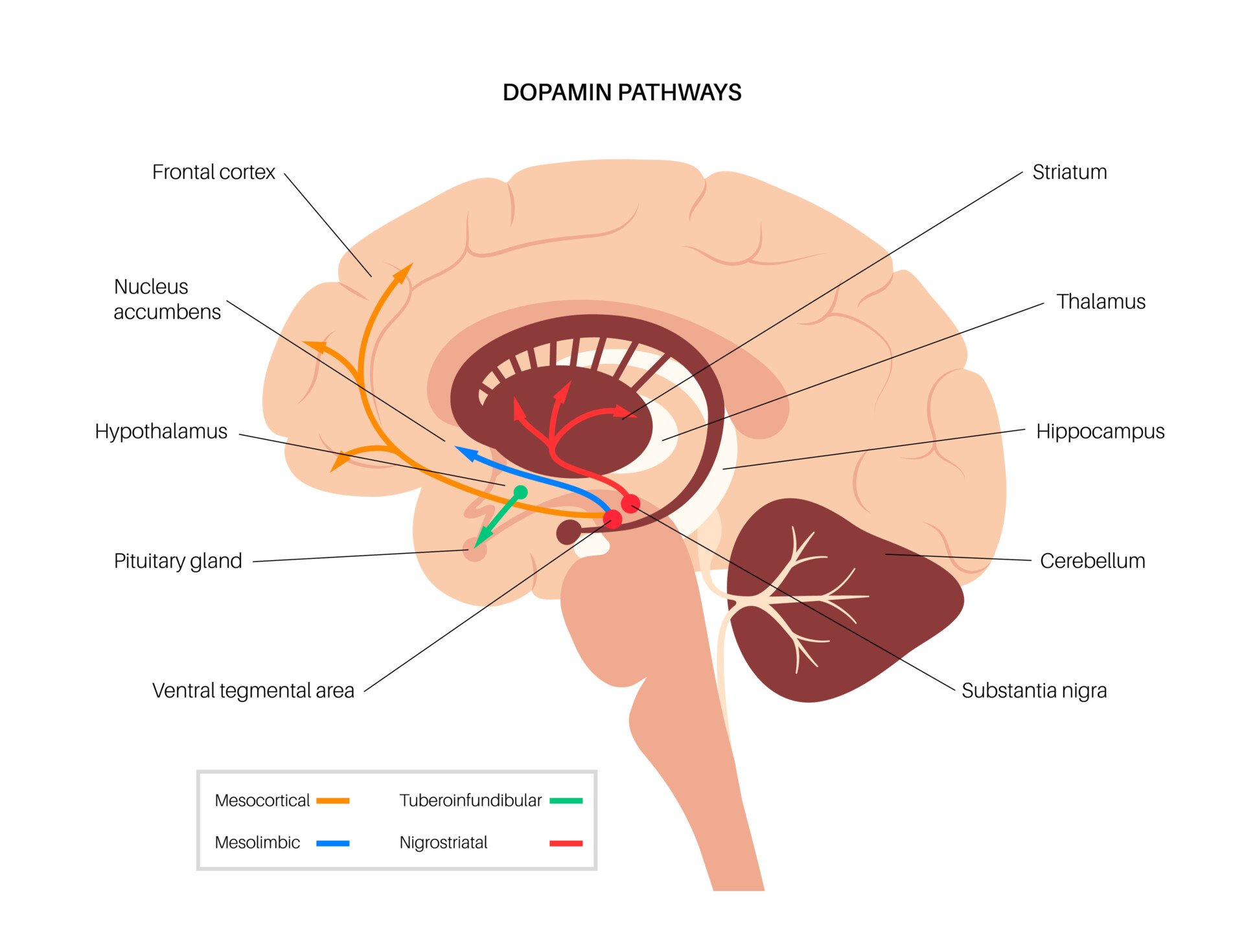 dopamine pathways