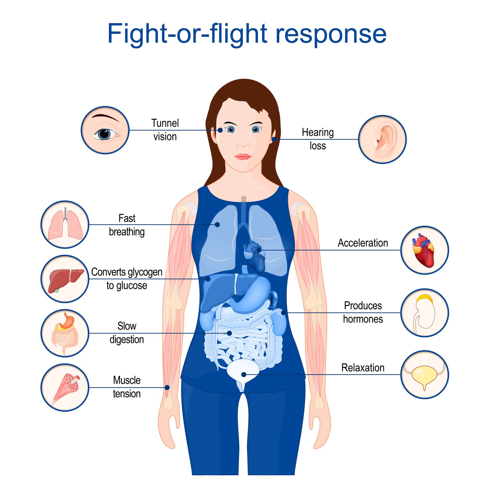 Fight or Flight Response