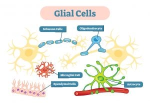 Glial Cells