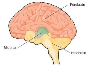 Hindbrain Midbrain and Forebrain