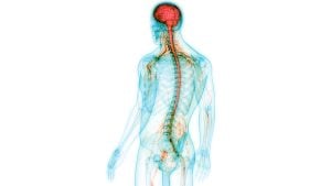 Human Central Nervous System