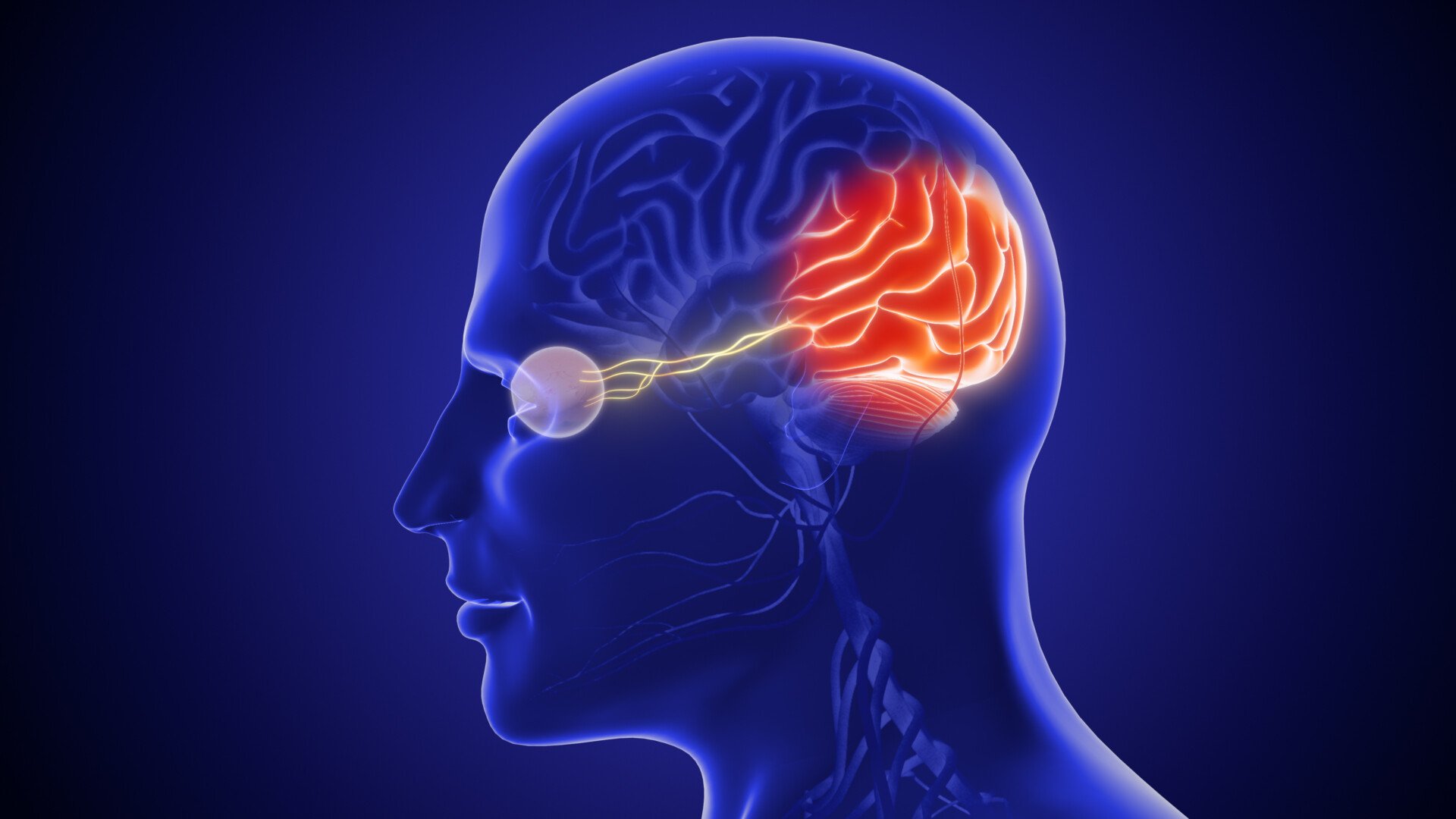 The optic nerve and its visual link to the brain 3D illustration