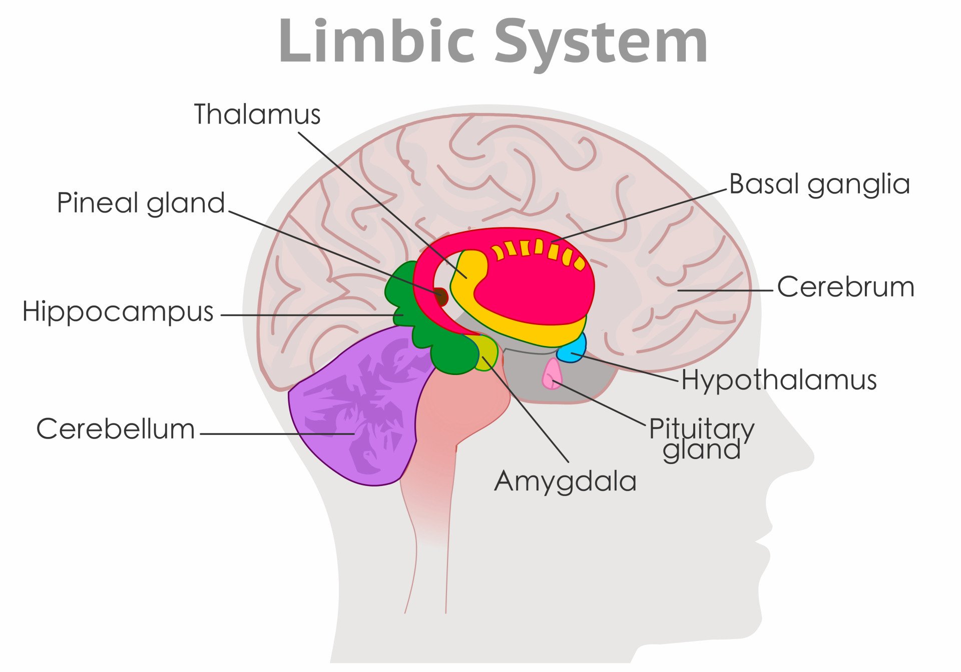 The amygdala in the limbic system plays a key role in how animals assess and respond to environmental threats and challenges by 
 evaluating the emotional importance of sensory information and prompting an appropriate response.