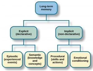 long term memory