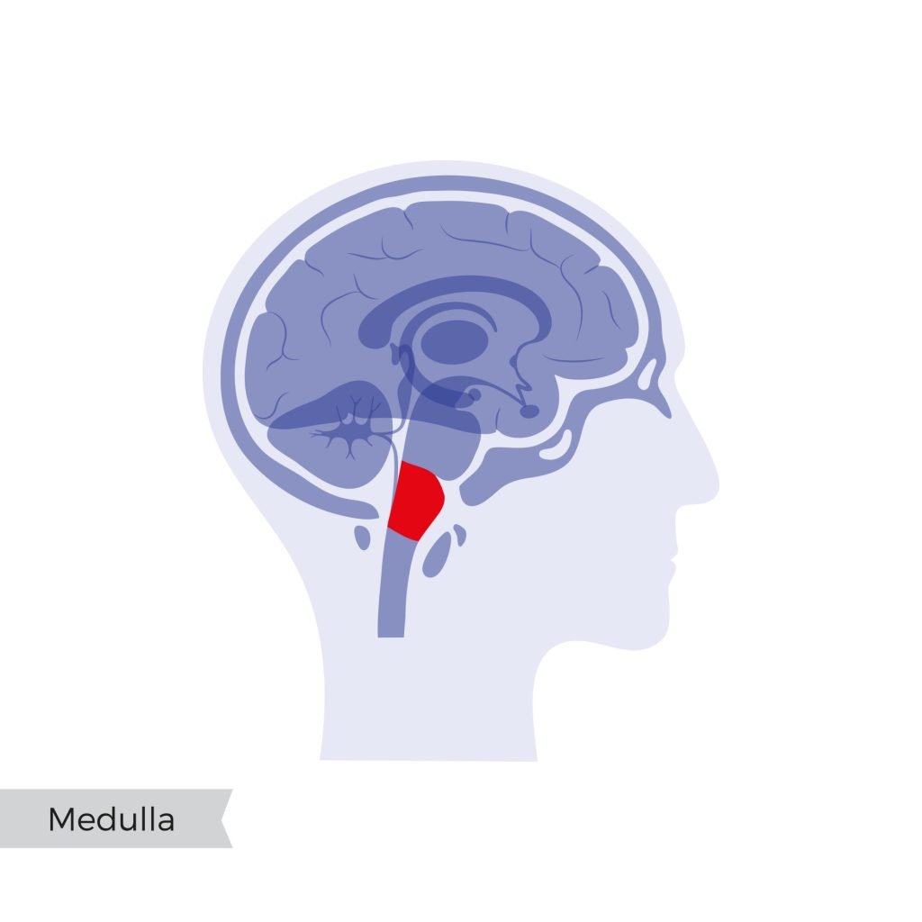 Medulla oblongata