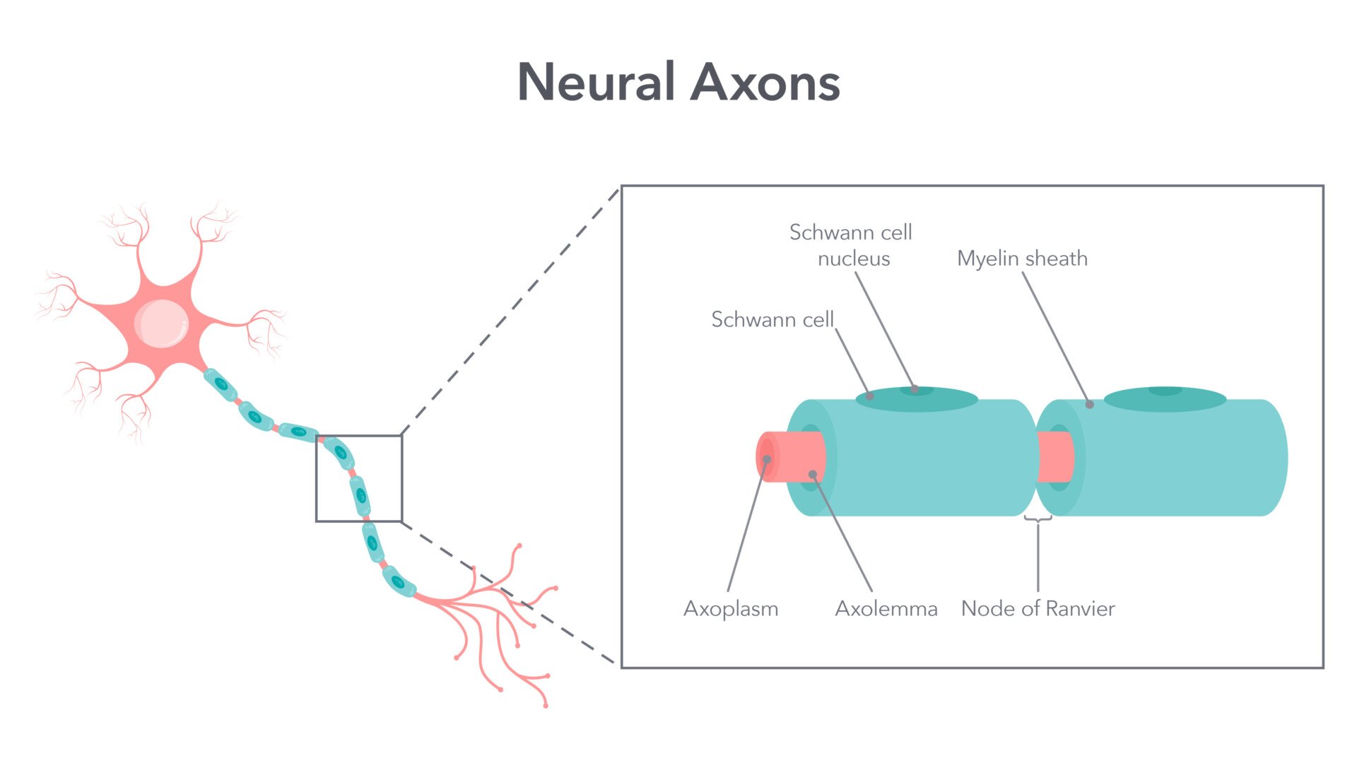 an illustration of a neuron with a focused section on the axon with its labelled parts