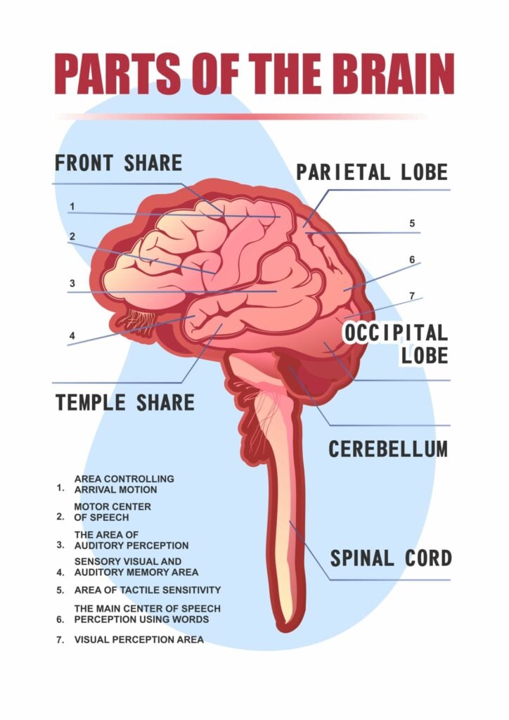 an illustration of the central nervous system with the lobes and areas labelled