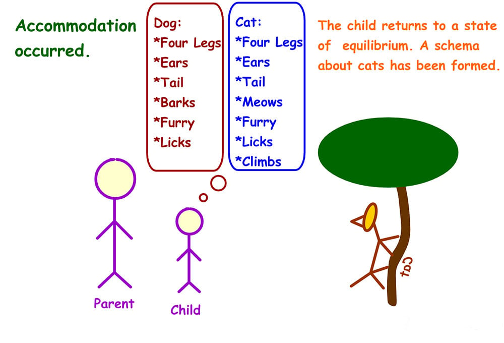 Example of accommodation in Psychology