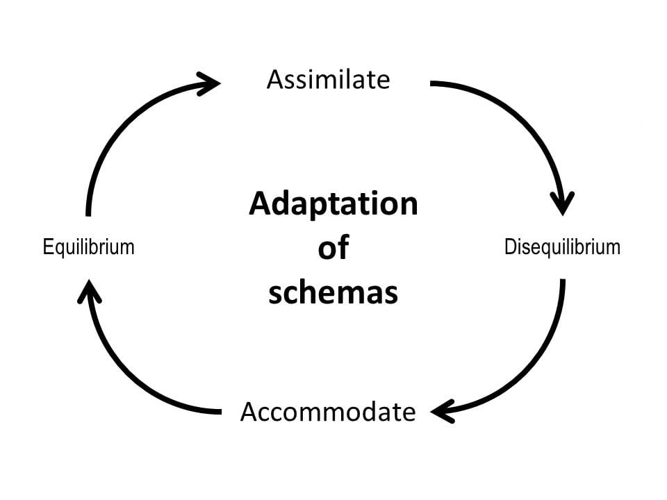 Accommodation and Assimilation in Psychology