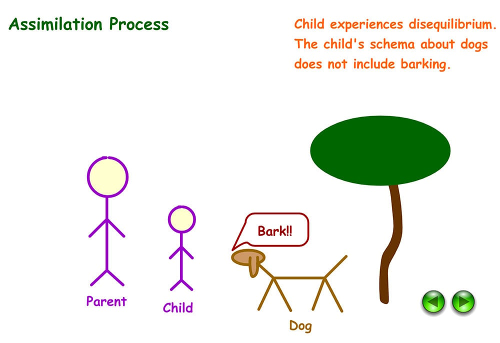 Example of assimilation in Psychology