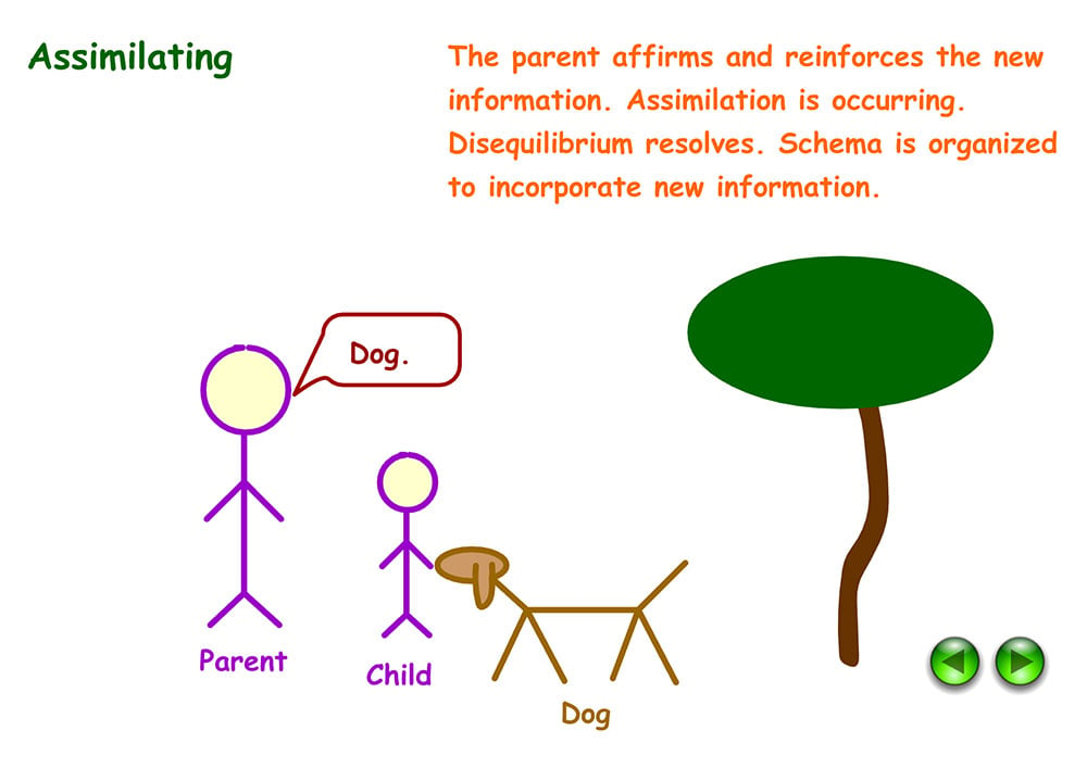 Example of assimilation in Psychology