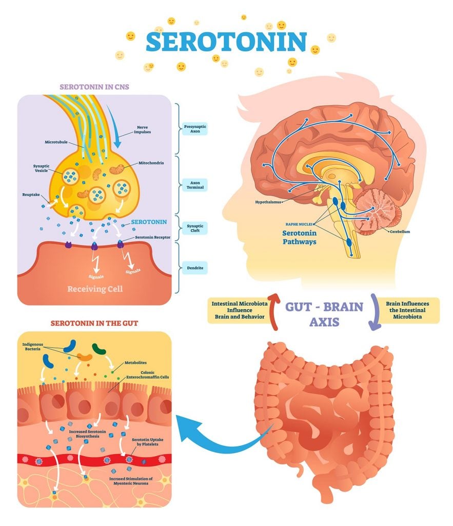 Serotonin