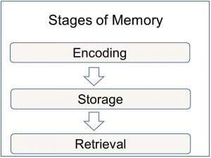 Stages of Memory 1