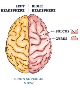 sulcus gyrus