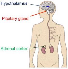 The Pituitary-Adrenal System