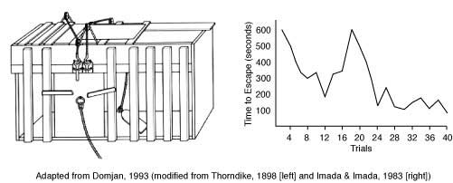 Thorndike Puzzle Box