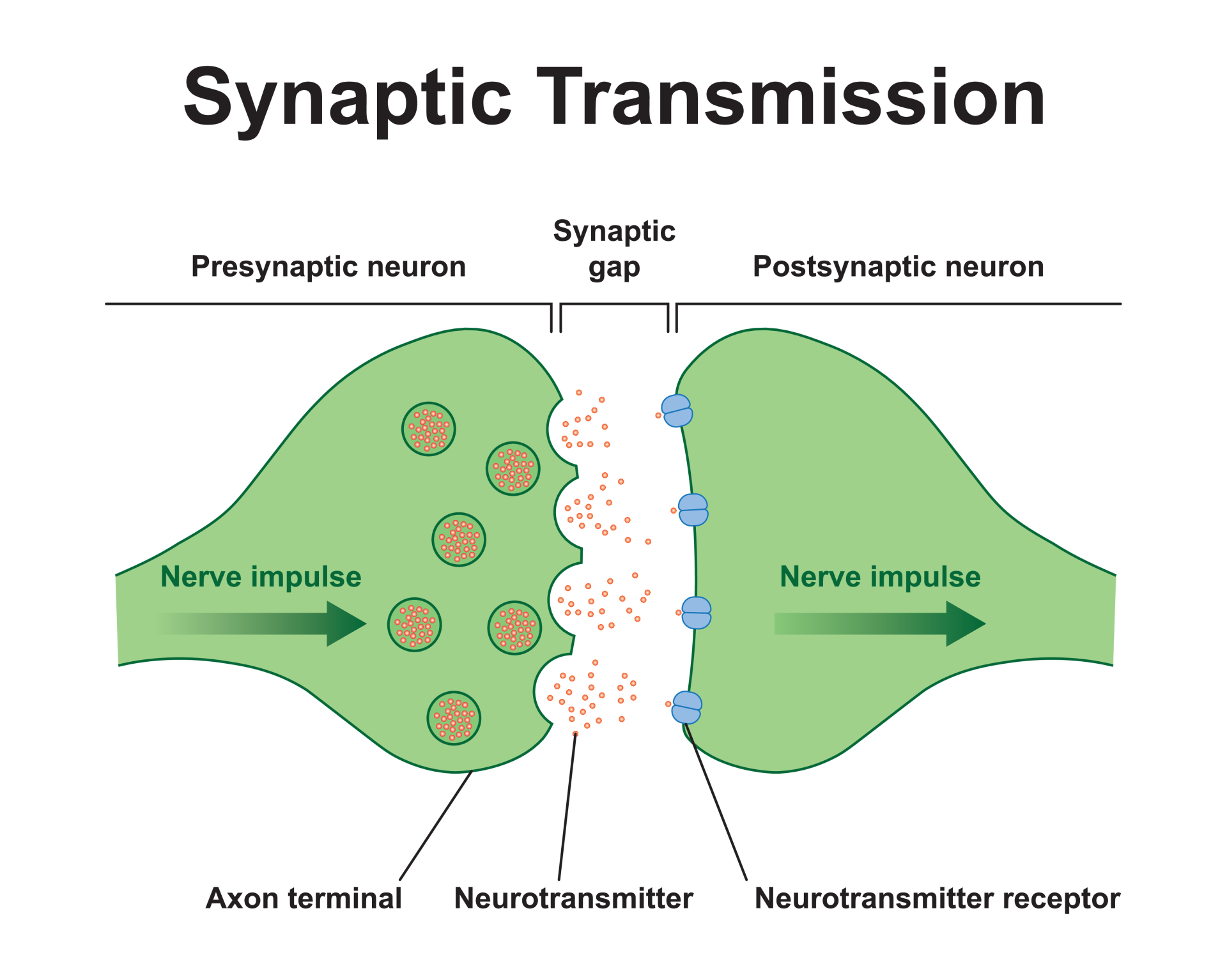 Process of chemical synaptic transmission