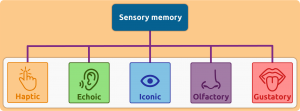 sensory memory