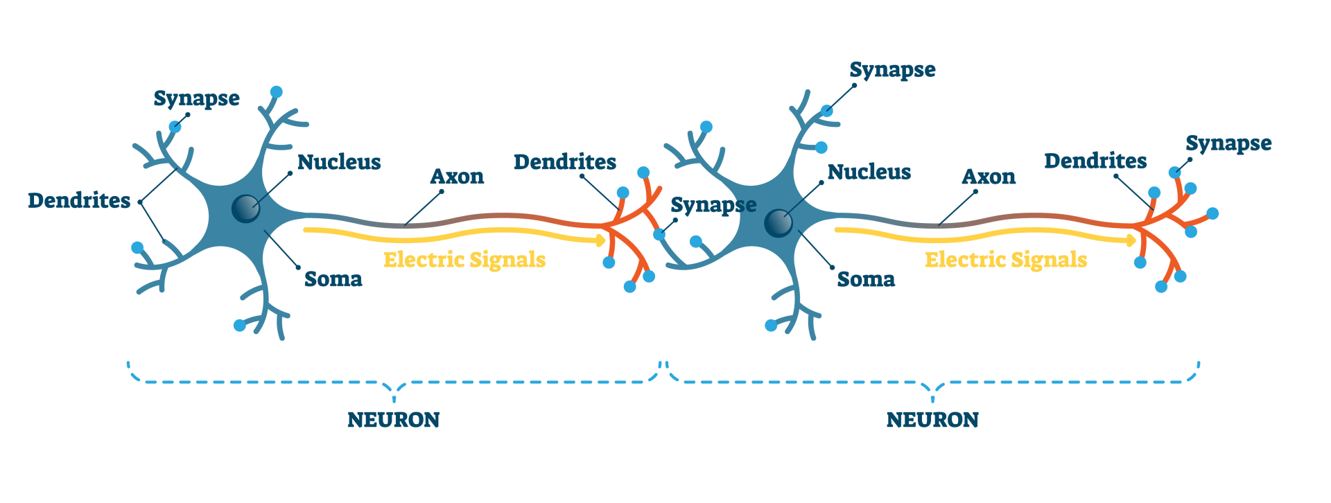 At a synapse the presynaptic (sending) neuron causes the transmission of a signal to the postsynaptic (receiving) neuron